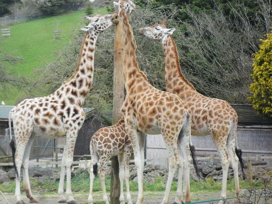 Paignton Hayvanat Bahçesi